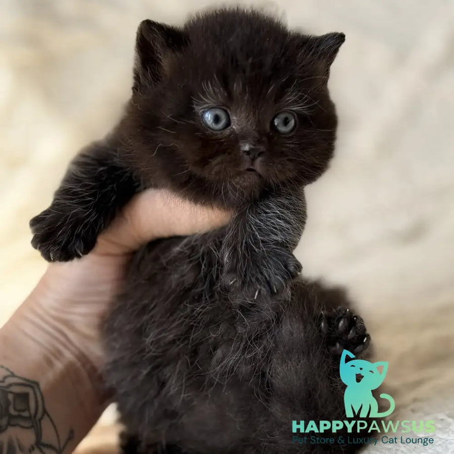 Michael Munchkin male black - live animals