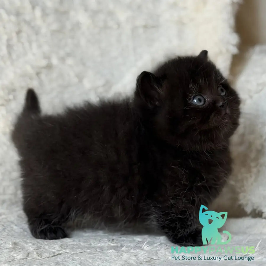 Michael Munchkin male black - live animals