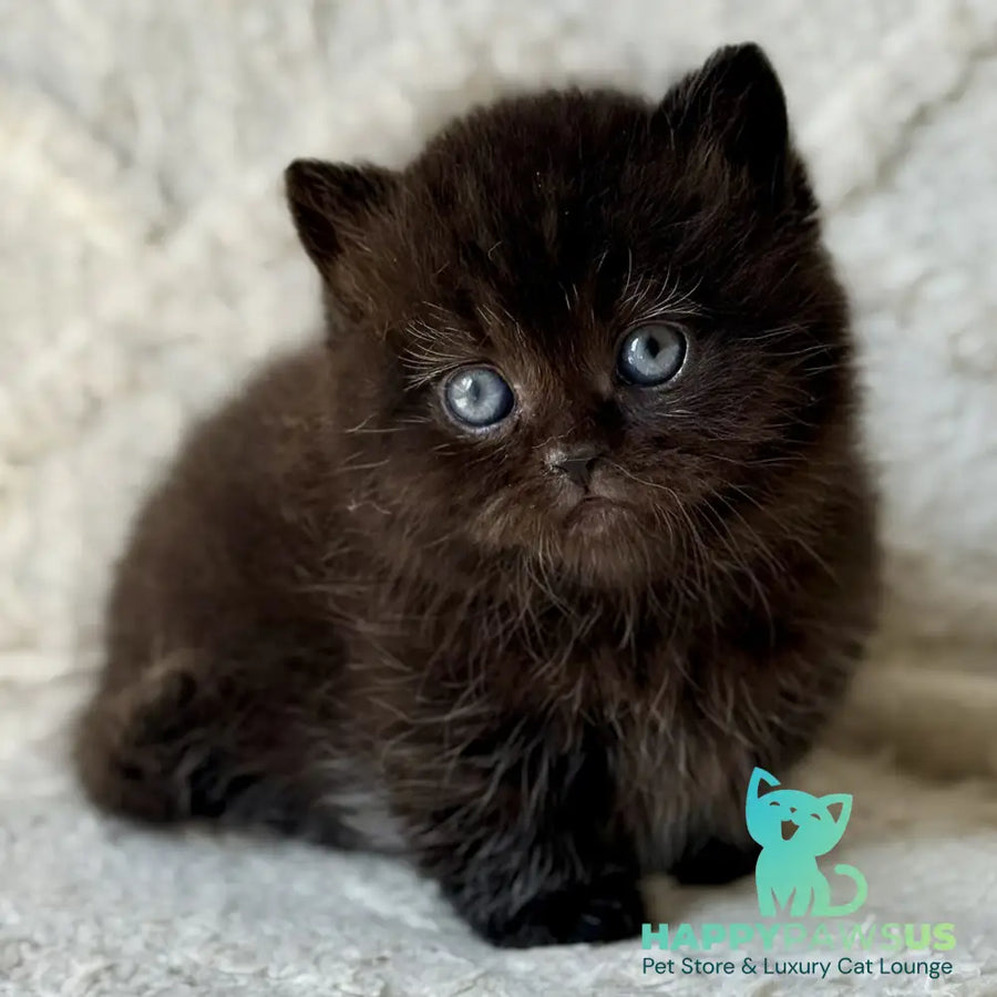 Michael Munchkin male black - live animals