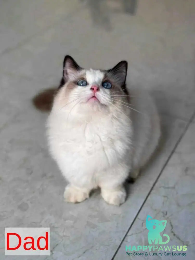 Michael Munchkin male blue pointed tabby - live animals