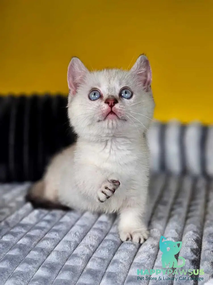 Michael Munchkin male blue pointed tabby - live animals
