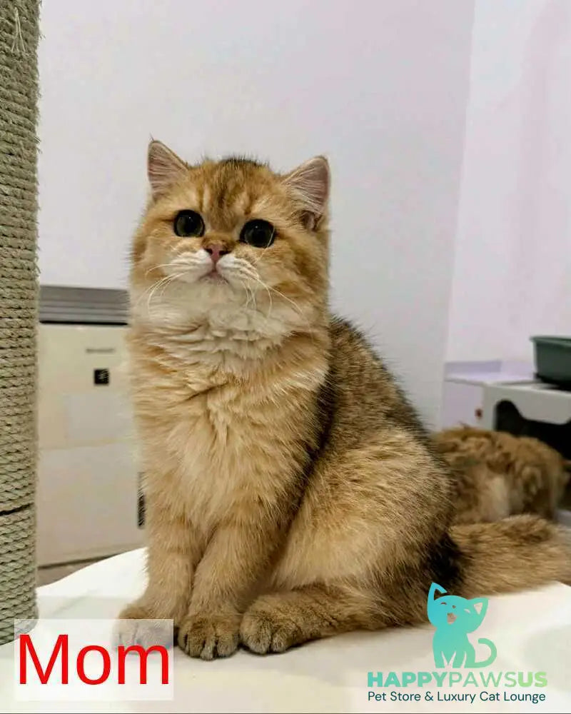 Michael Munchkin male blue pointed tabby - live animals