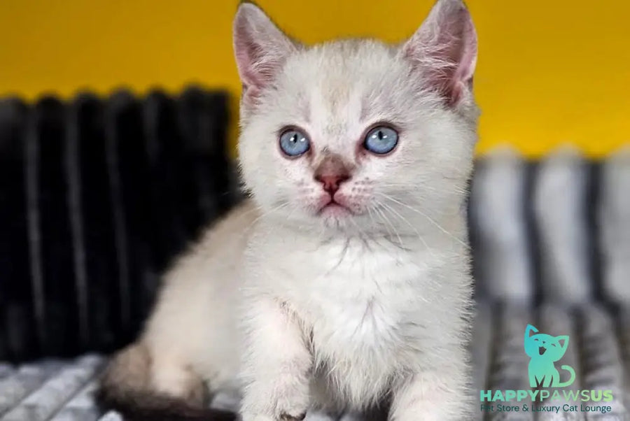 Michael Munchkin male blue pointed tabby - live animals