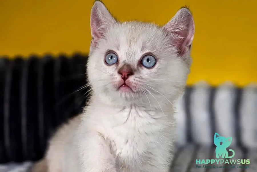 Michael Munchkin male blue pointed tabby - live animals
