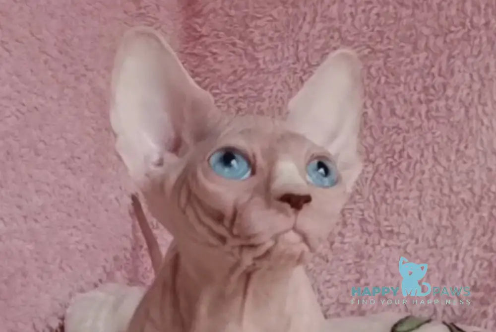 Michel Canadian Sphynx female white live animals