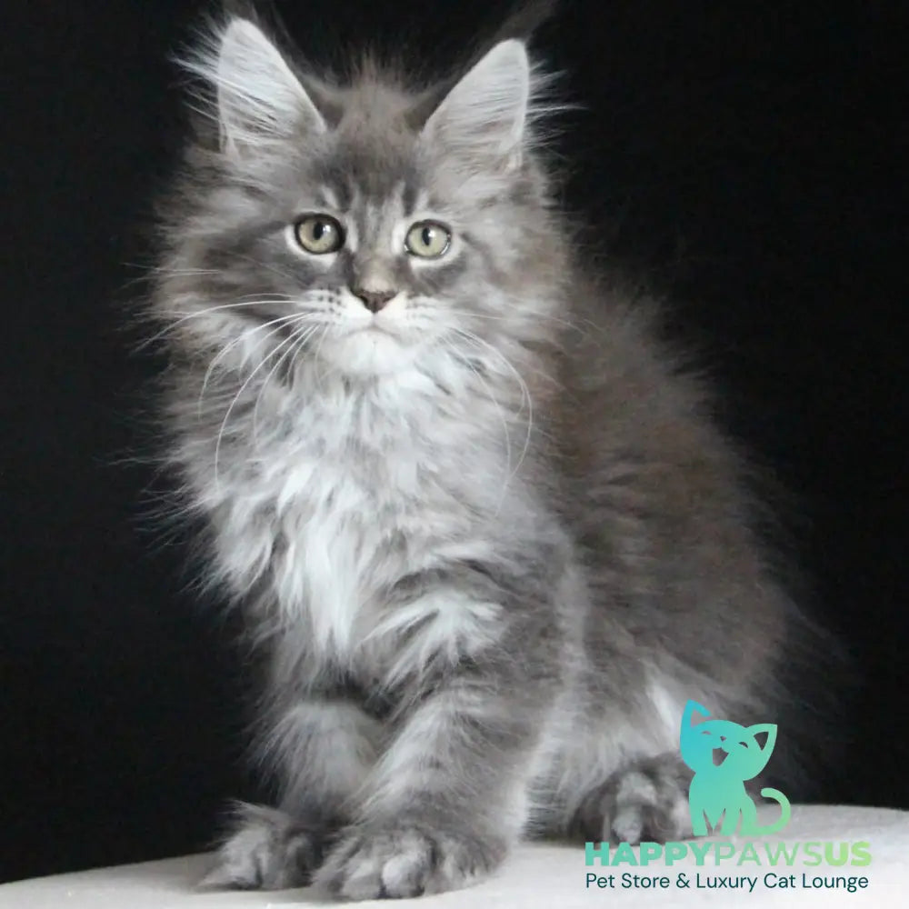 Michel Maine Coon female blue tabby - live animals