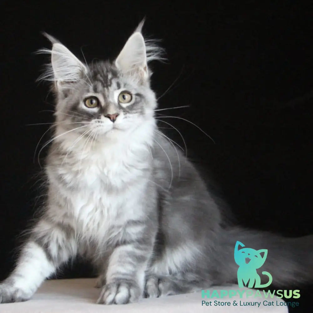 Michel Maine Coon female blue silver tabby - live animals