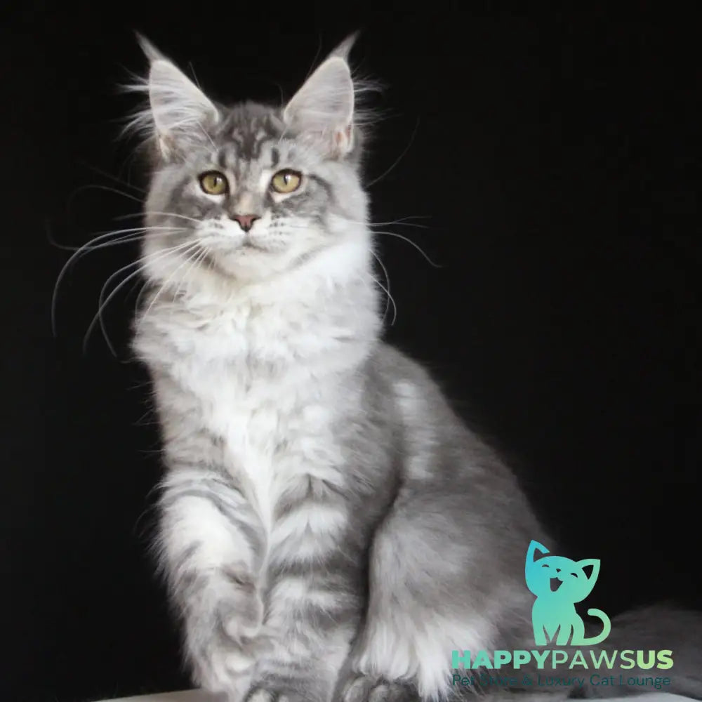 Michel Maine Coon female blue silver tabby - live animals