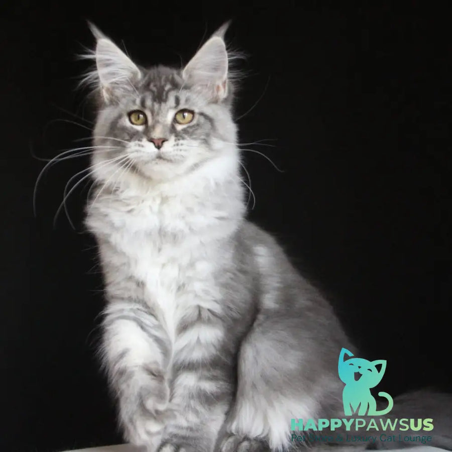 Michel Maine Coon female blue silver tabby - live animals