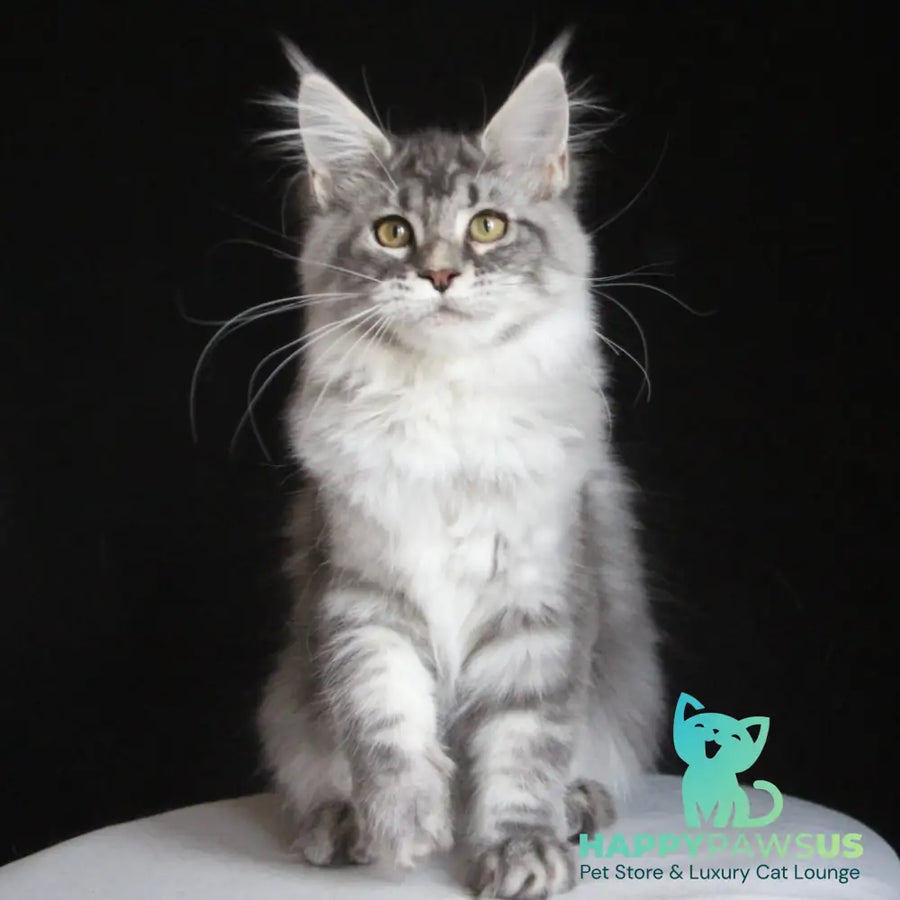 Michel Maine Coon female blue silver tabby - live animals