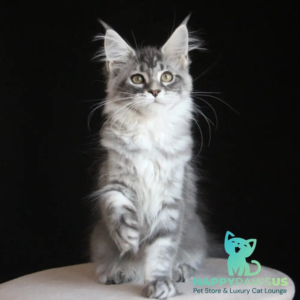 Michel Maine Coon female blue silver tabby - live animals