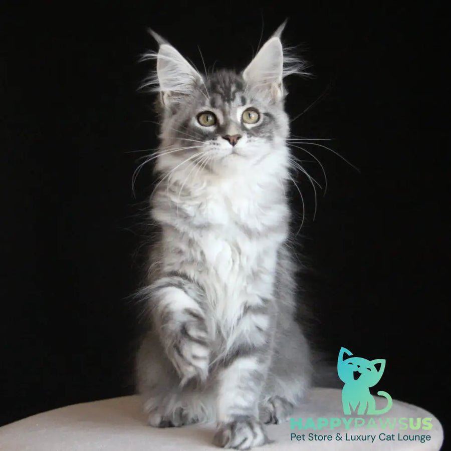 Michel Maine Coon female blue silver tabby - live animals