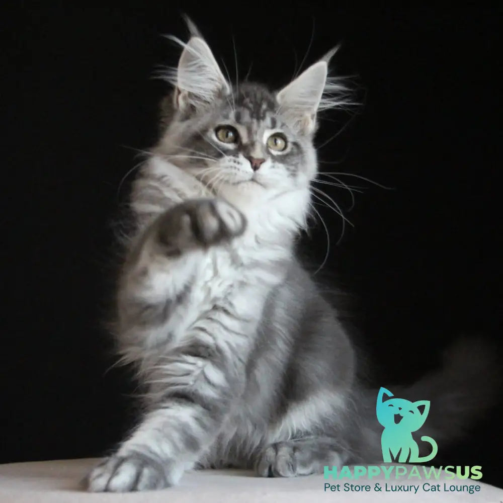 Michel Maine Coon female blue silver tabby - live animals
