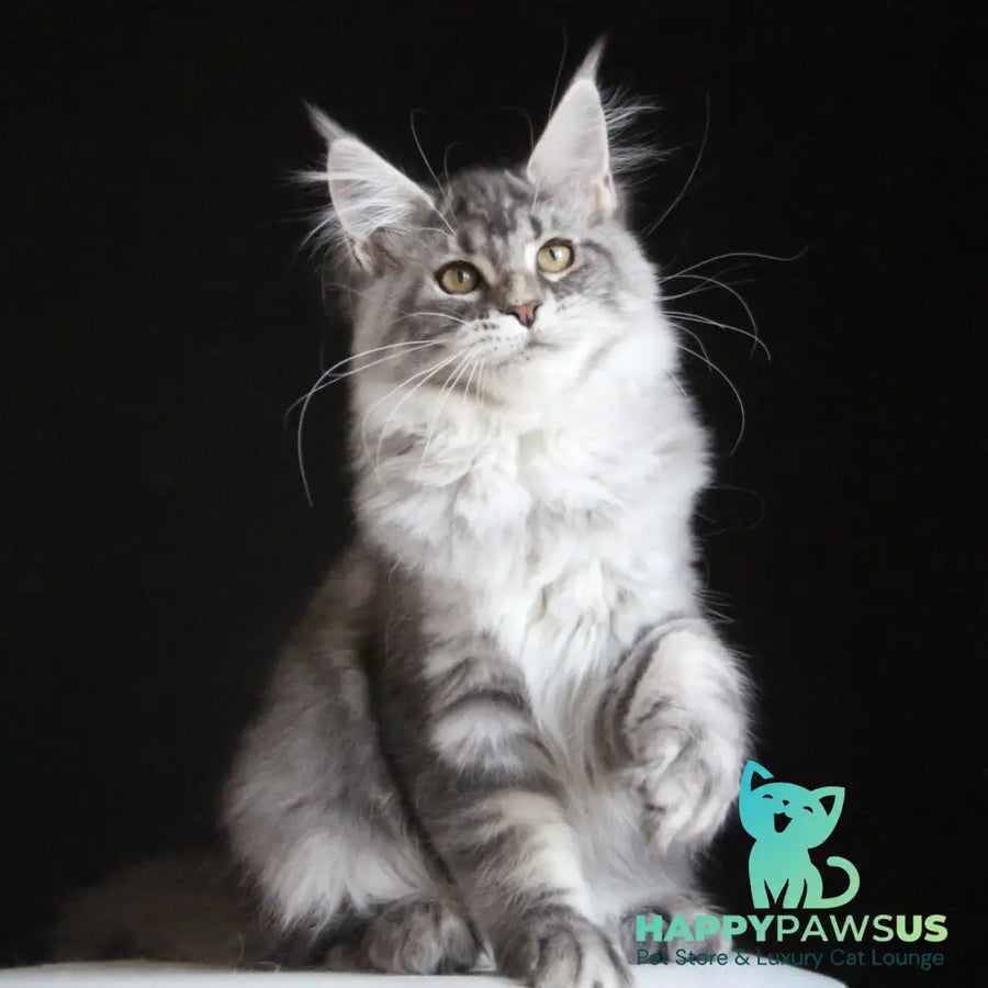 Michel Maine Coon female blue silver tabby - live animals
