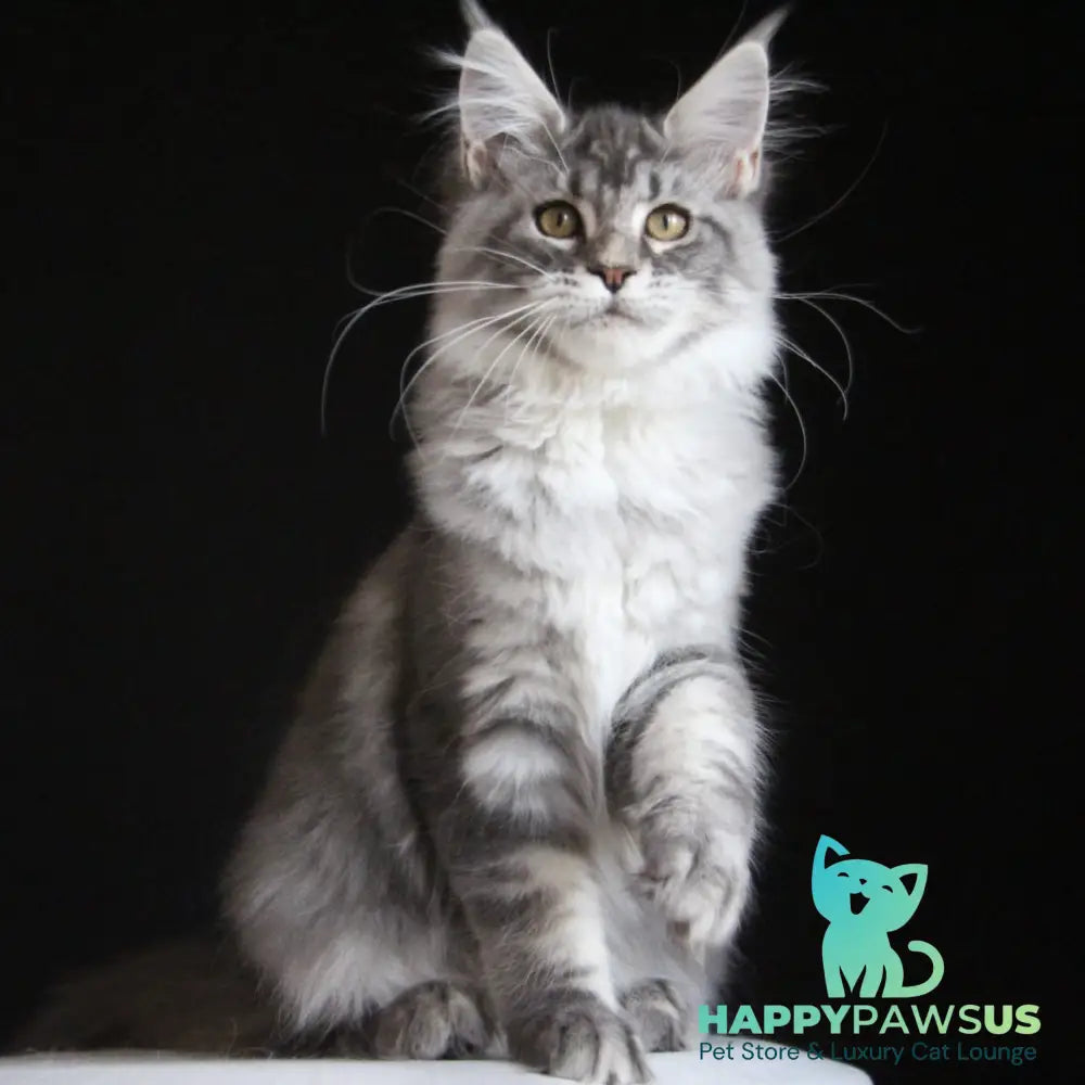Michel Maine Coon female blue silver tabby - live animals