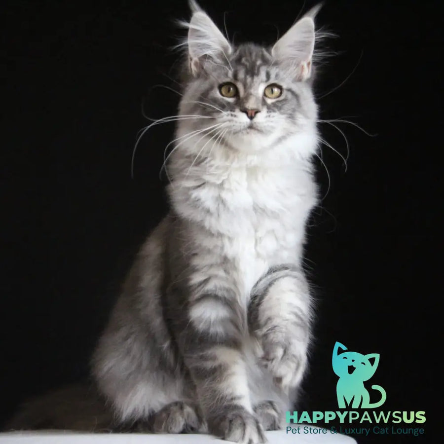 Michel Maine Coon female blue silver tabby - live animals