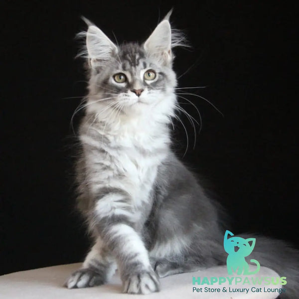 Michel Maine Coon female blue silver tabby - live animals