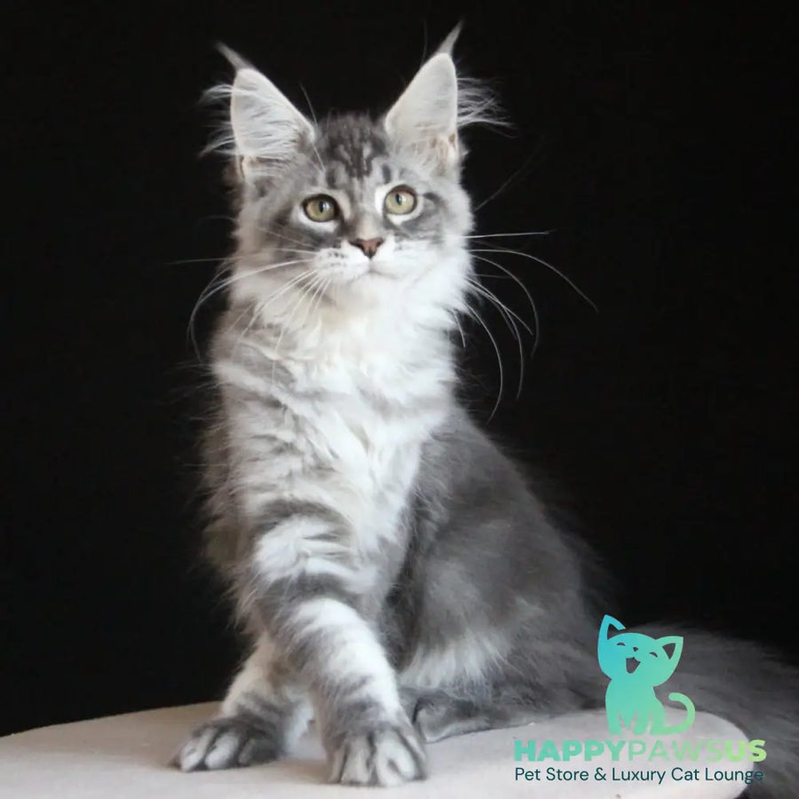 Michel Maine Coon female blue silver tabby - live animals