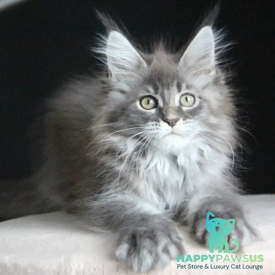 Michel Maine Coon female blue tabby - live animals