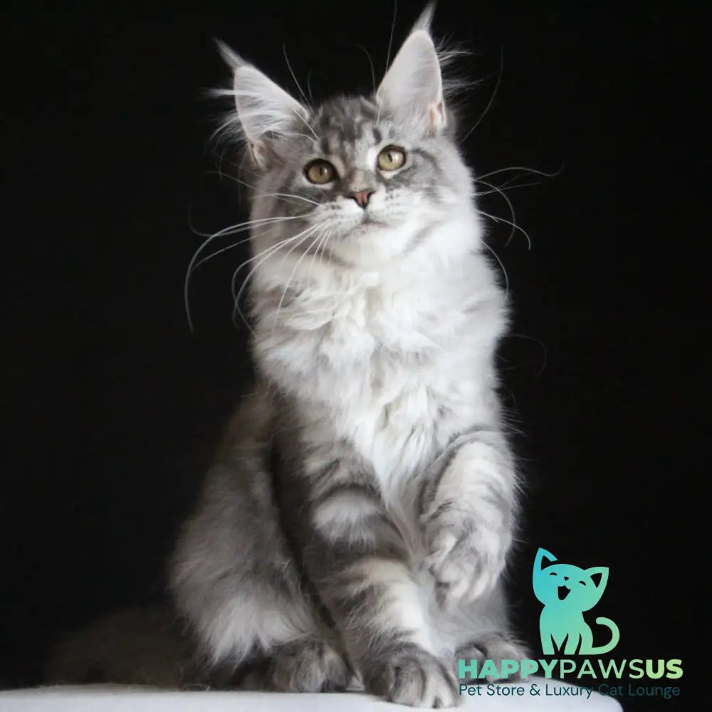 Michel Maine Coon female blue silver tabby - live animals