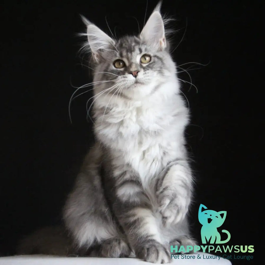 Michel Maine Coon female blue silver tabby - live animals