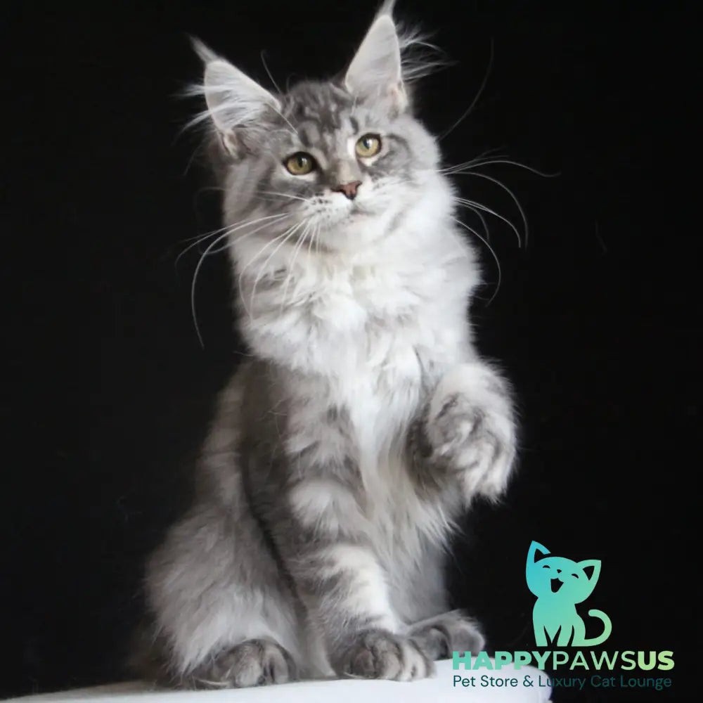 Michel Maine Coon female blue silver tabby - live animals