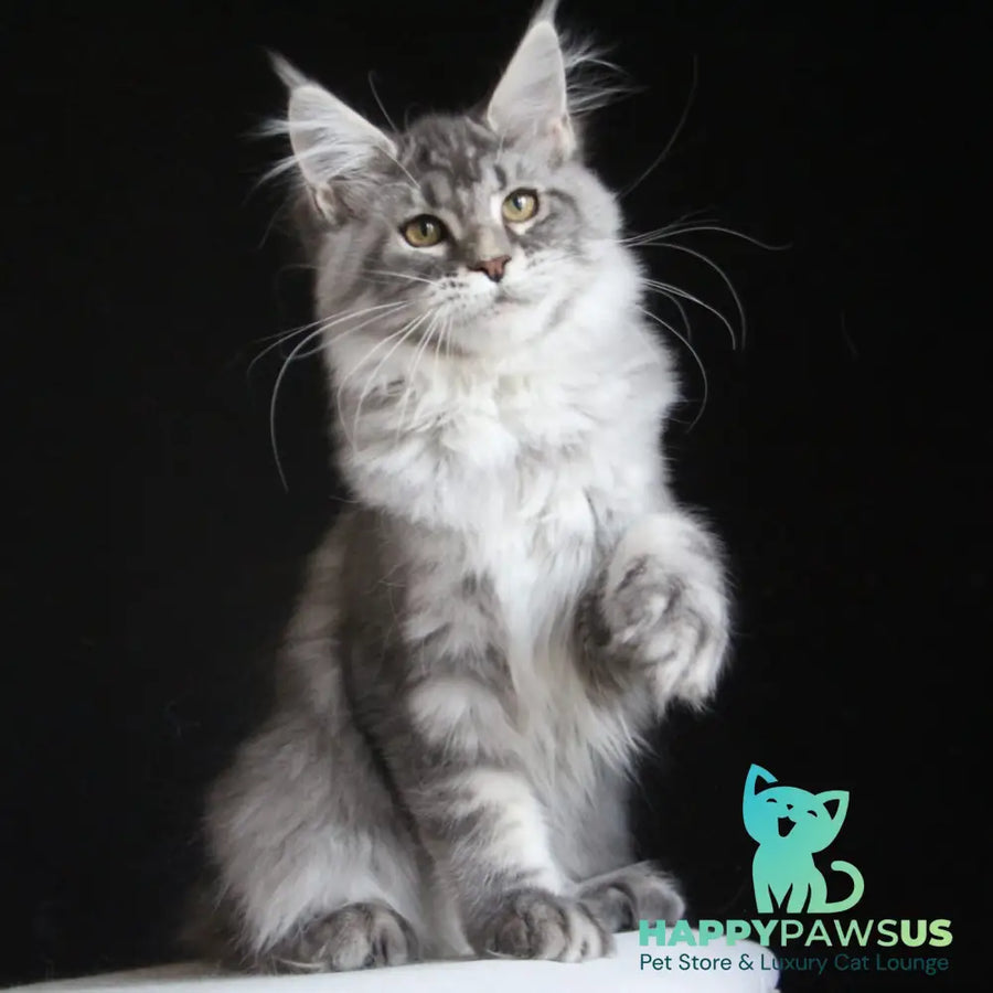 Michel Maine Coon female blue silver tabby - live animals