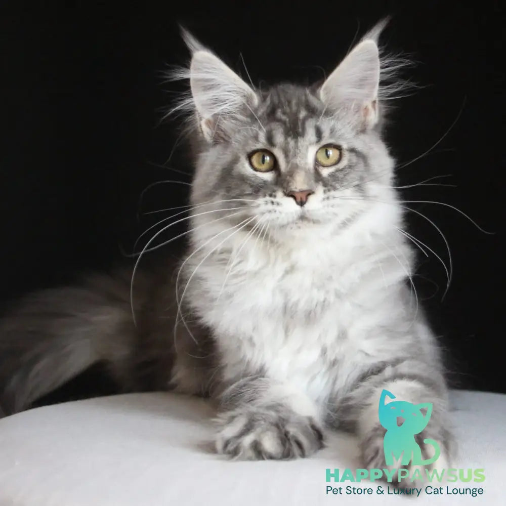 Michel Maine Coon female blue silver tabby - live animals