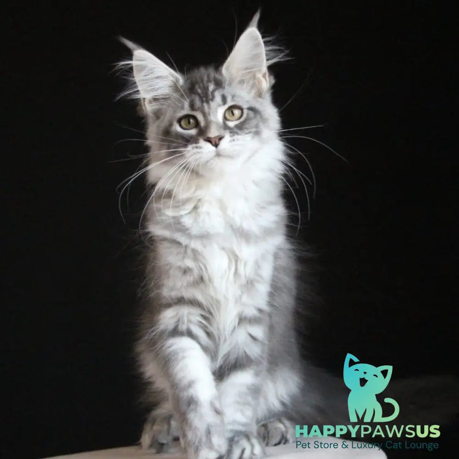 Michel Maine Coon female blue silver tabby - live animals