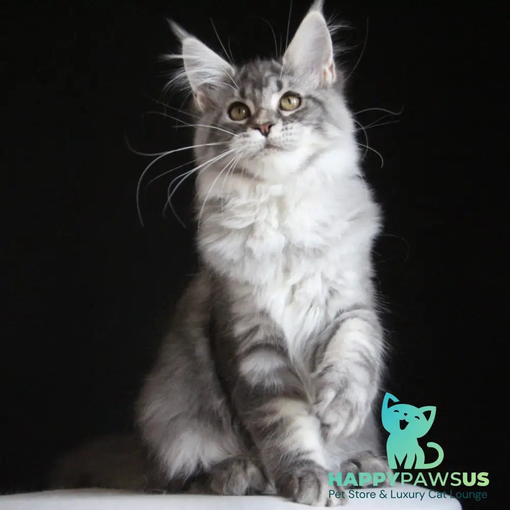 Michel Maine Coon female blue silver tabby - live animals