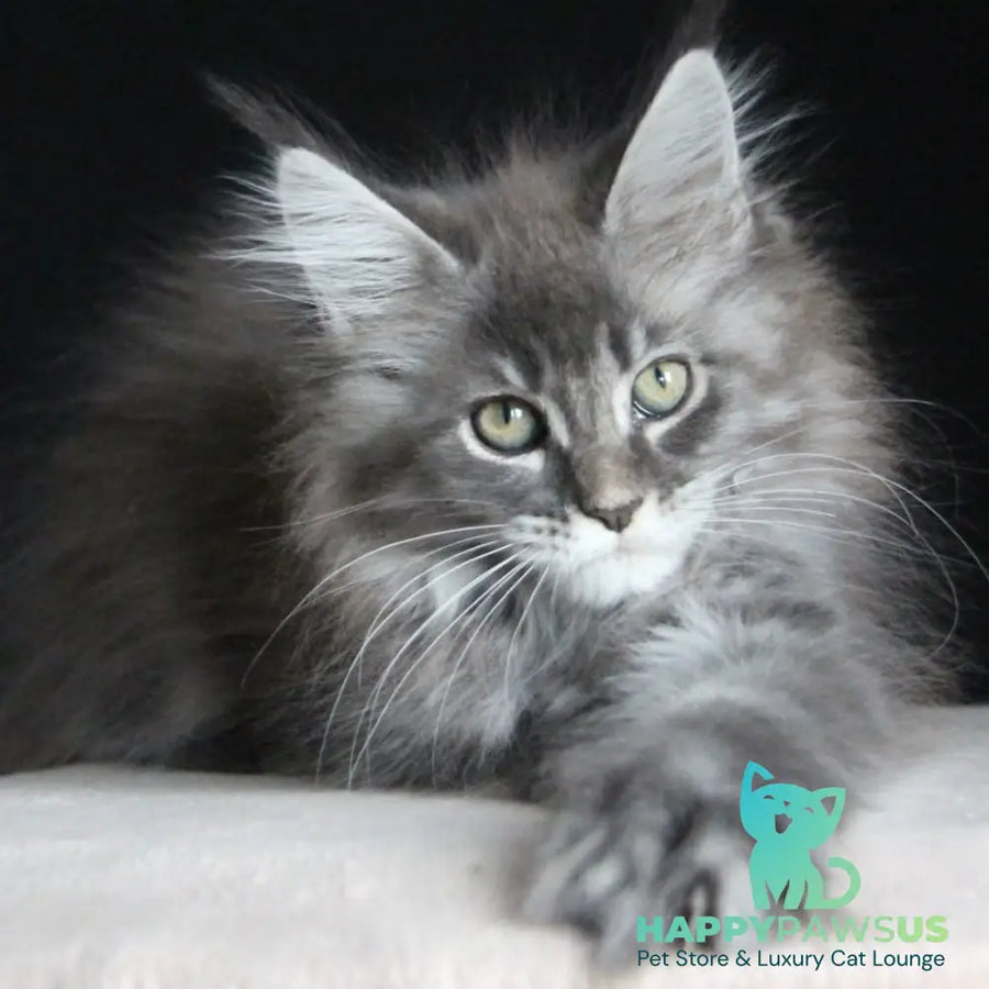Michel Maine Coon female blue tabby - live animals