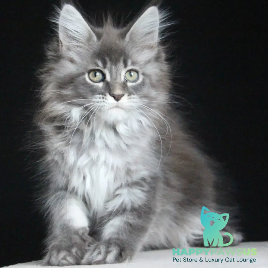 Michel Maine Coon female blue tabby - live animals