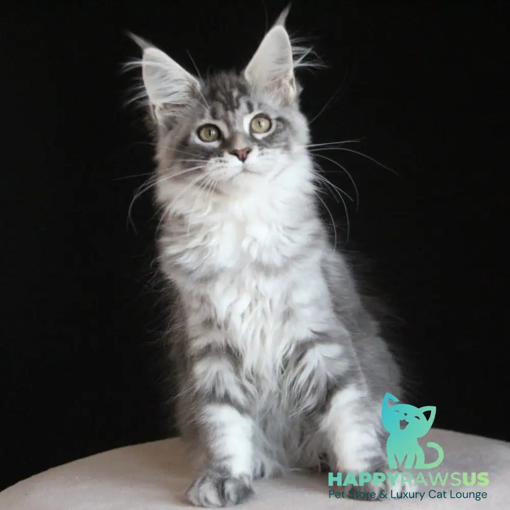 Michel Maine Coon female blue silver tabby - live animals