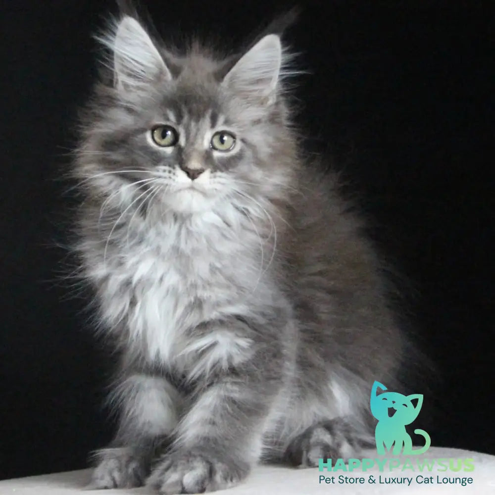 Michel Maine Coon female blue tabby - live animals