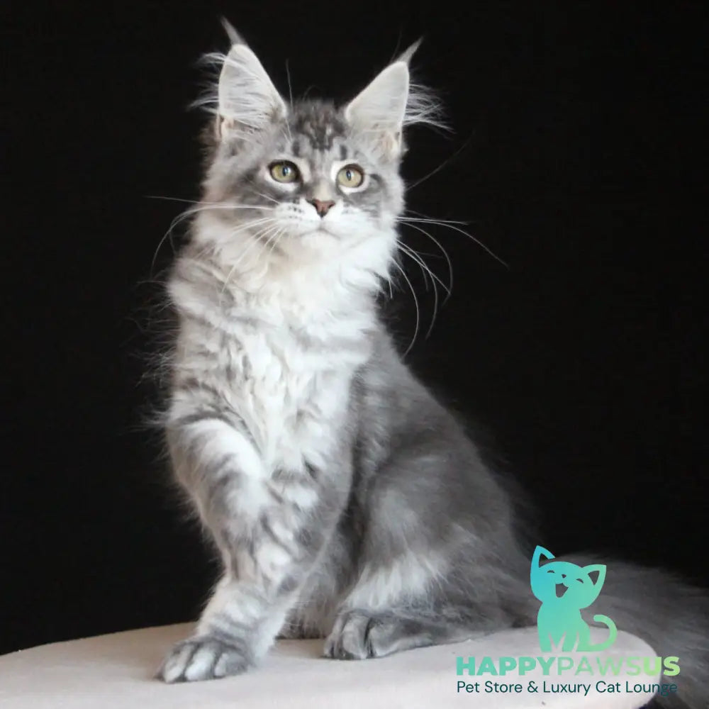 Michel Maine Coon female blue silver tabby - live animals