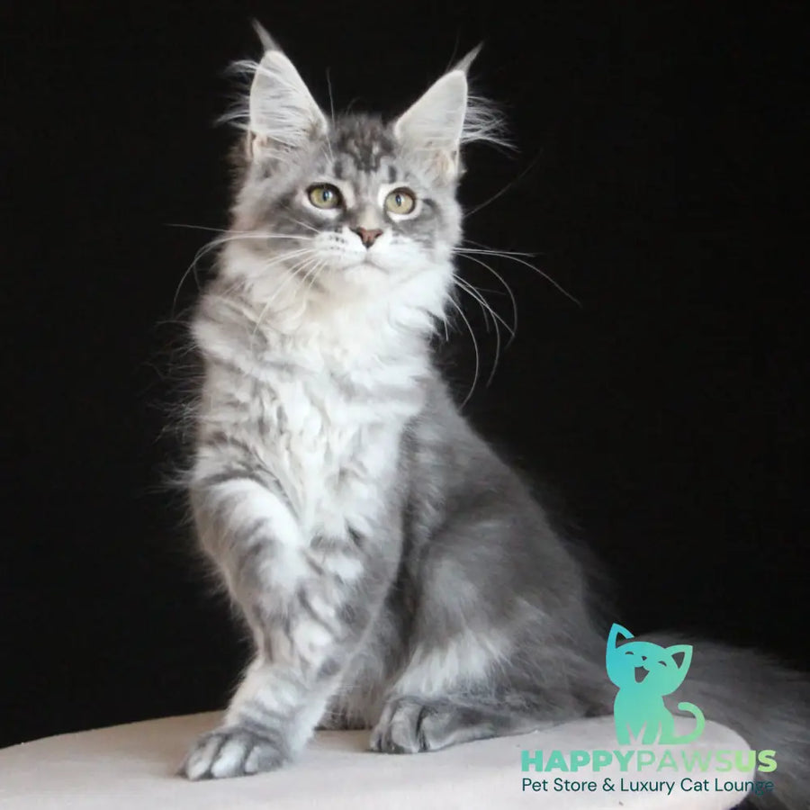 Michel Maine Coon female blue silver tabby - live animals