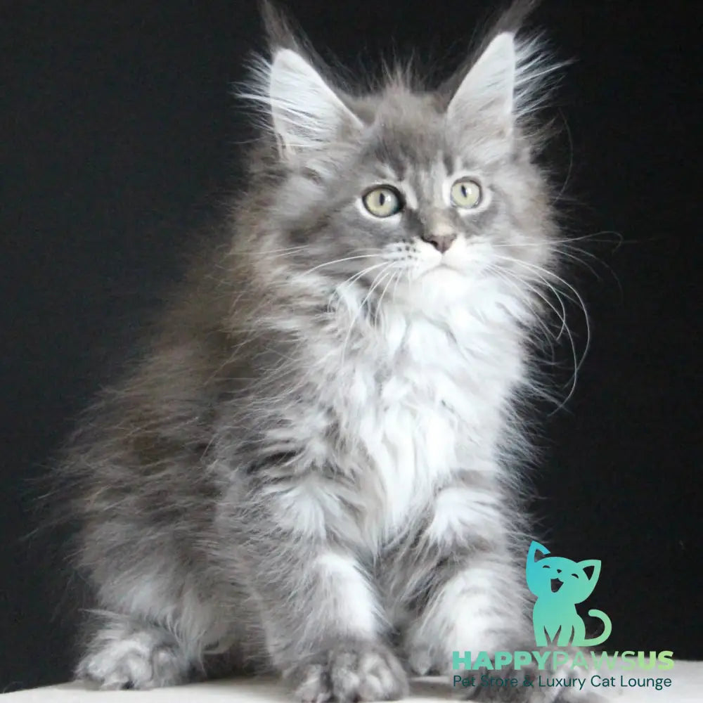 Michel Maine Coon female blue tabby - live animals