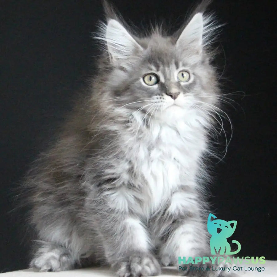 Michel Maine Coon female blue tabby - live animals