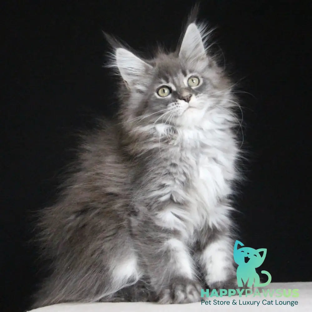 Michel Maine Coon female blue tabby - live animals