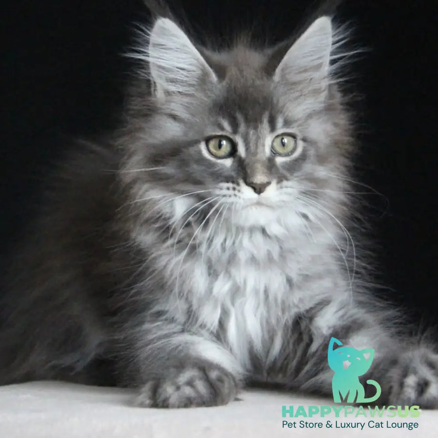 Michel Maine Coon female blue tabby - live animals