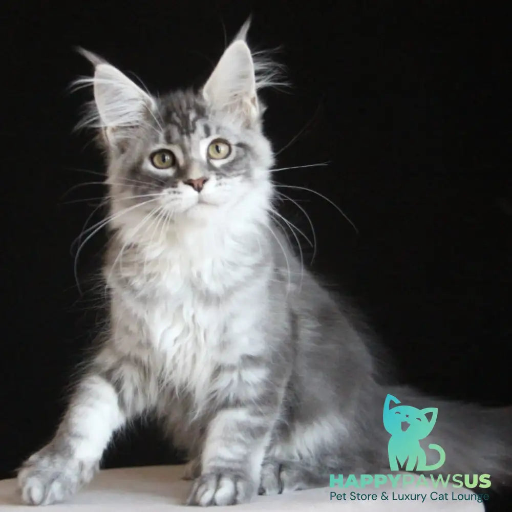 Michel Maine Coon female blue silver tabby - live animals