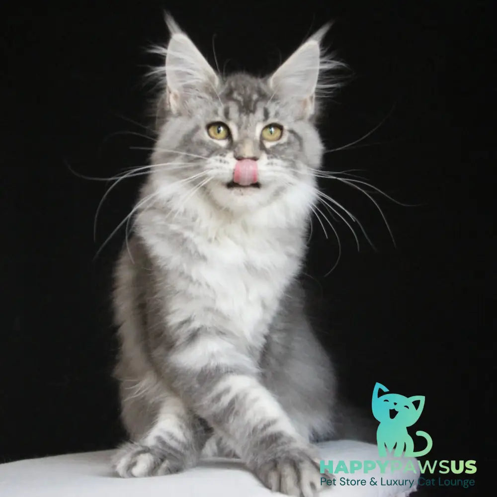 Michel Maine Coon female blue silver tabby - live animals