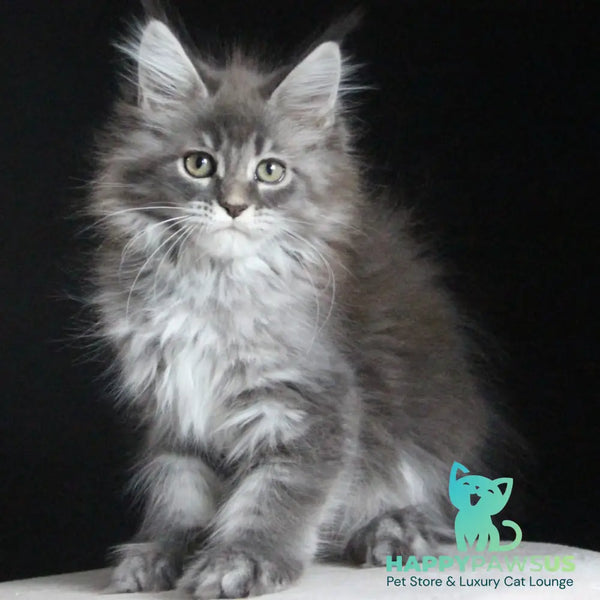 Michel Maine Coon female blue tabby - live animals