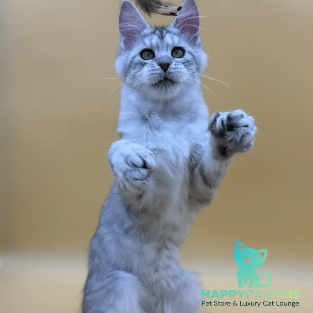 Michelina Maine Coon polydactyl 6x6x6x6 female black silver spotted tabby - live animals