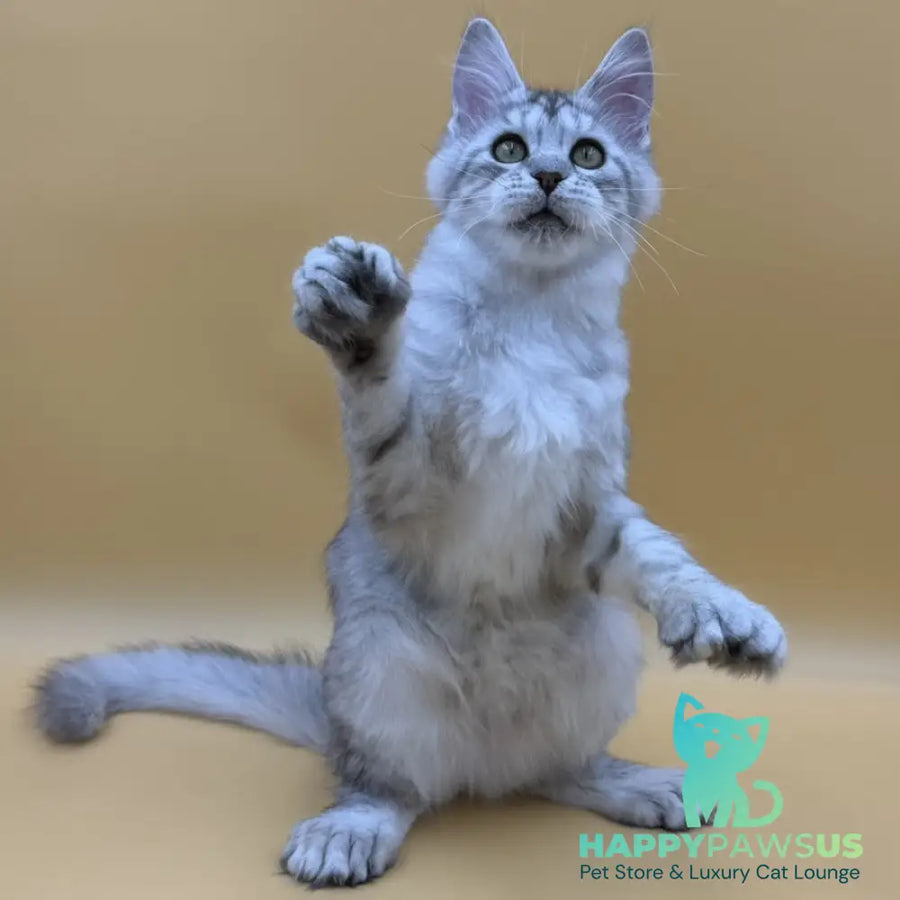Michelina Maine Coon polydactyl 6x6x6x6 female black silver spotted tabby - live animals