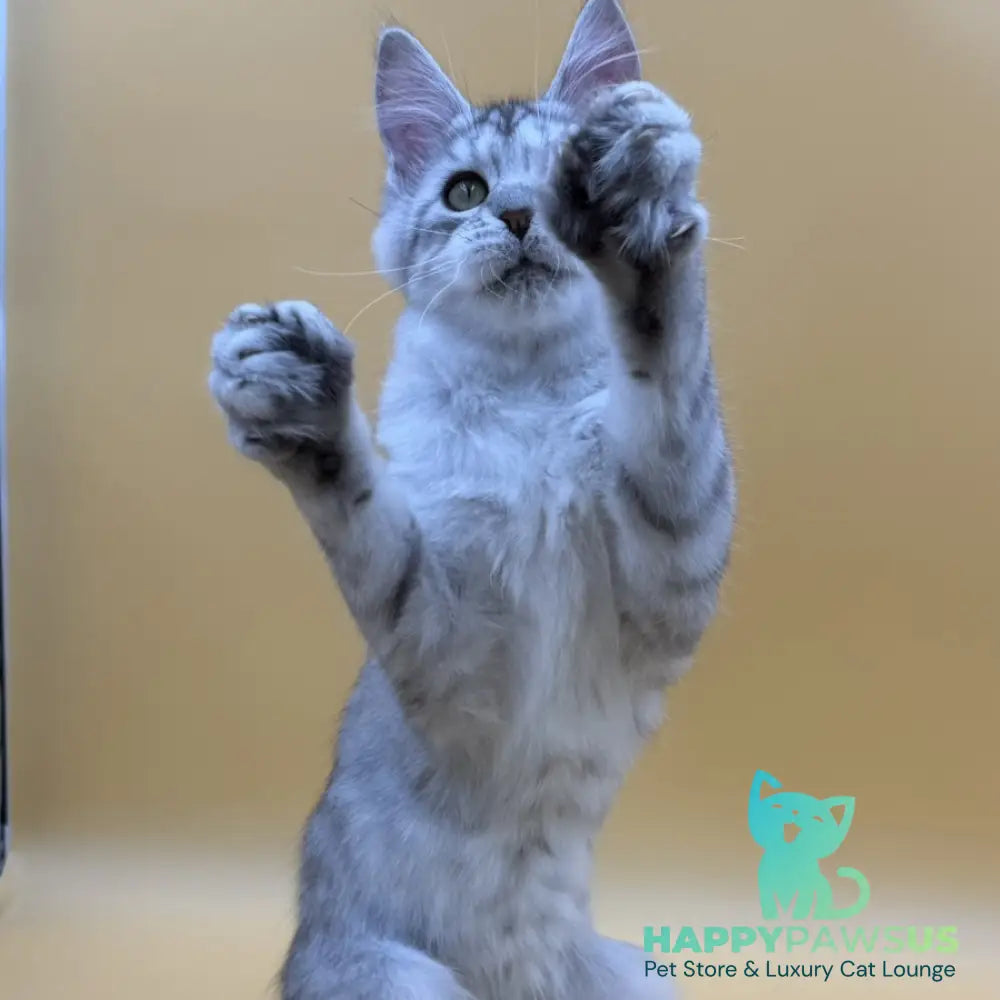 Michelina Maine Coon polydactyl 6x6x6x6 female black silver spotted tabby - live animals