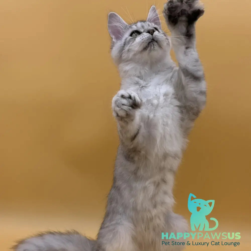 Michelina Maine Coon polydactyl 6x6x6x6 female black silver spotted tabby - live animals