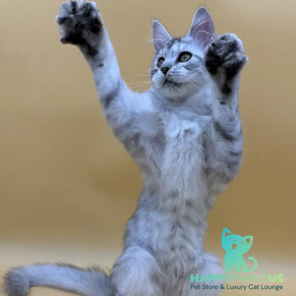 Michelina Maine Coon polydactyl 6x6x6x6 female black silver spotted tabby - live animals