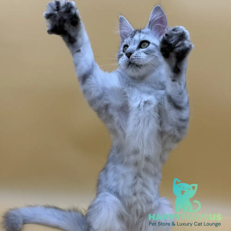 Michelina Maine Coon polydactyl 6x6x6x6 female black silver spotted tabby - live animals