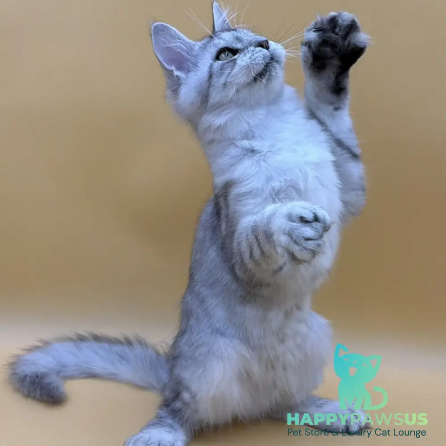 Michelina Maine Coon polydactyl 6x6x6x6 female black silver spotted tabby - live animals